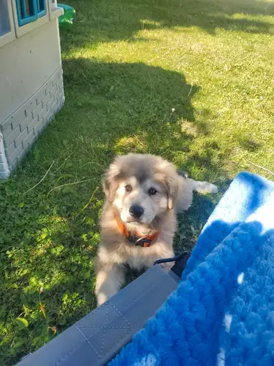 adorable puppy looking for his forever home , View more