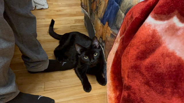 Chatte noire à vendre 200 dans Chats et chatons à adopter  à Ville de Montréal