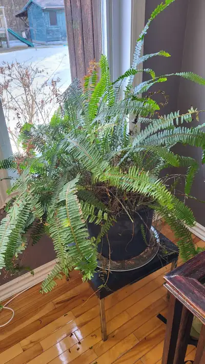 FREE Boston Fern indoor plant, View more