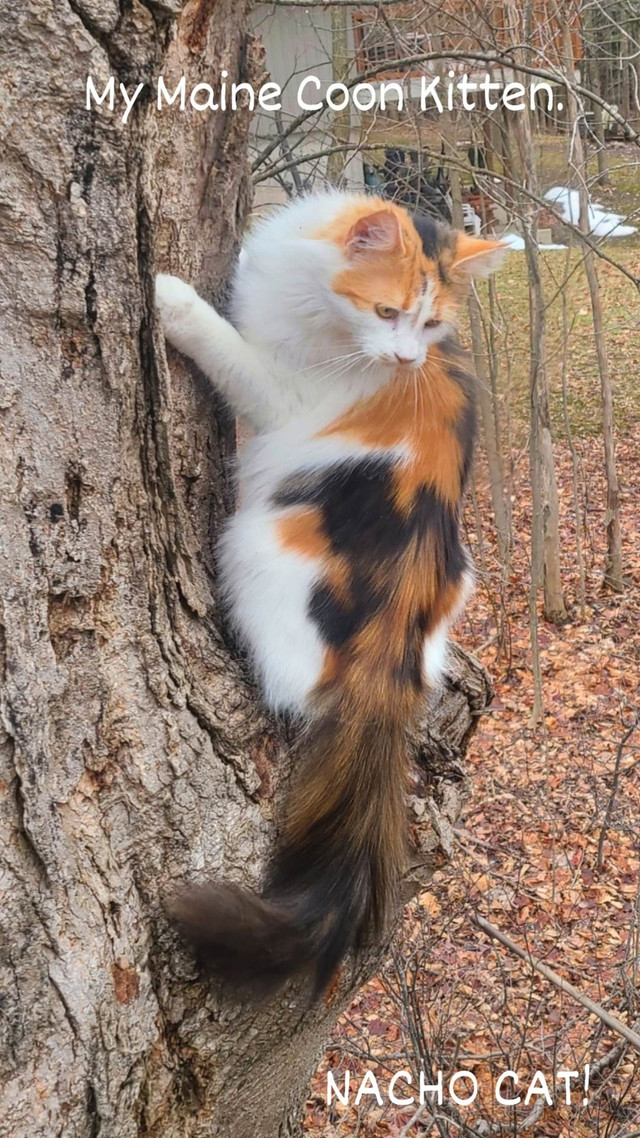 Rare Maine Coon. Beautiful Calico 11 months old! Spayed! in Cats & Kittens for Rehoming in Owen Sound