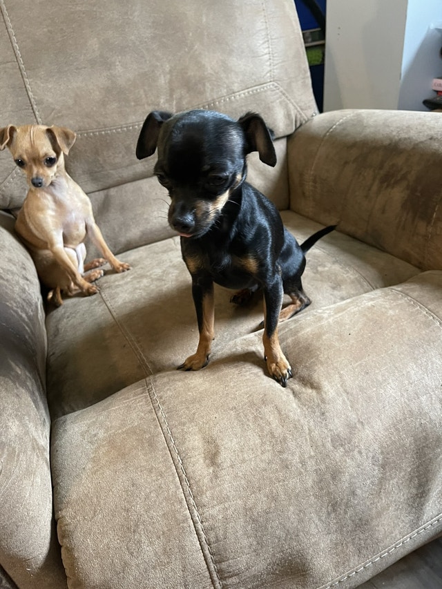 Miniature pinscher x chihuahua puppies 1,000obo Dogs & Puppies for