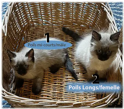 2 mâles : 1 beige et noir (siamois mâle), 1 noir poils courts. 3 femelles : 1 beige et noir poils lo...