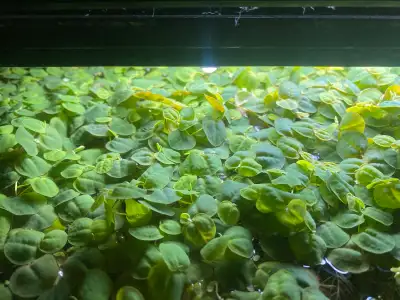 $5 for a generous handful. Will grow little white flowers if left alone long enough *snail friendly...