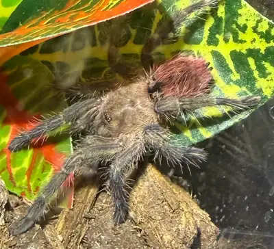 Tarantula, View more