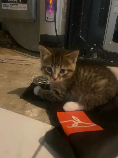 sweet kitten , View more