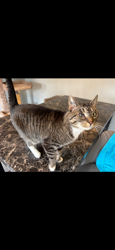 Freya the Tabby Cat needs a new home., View more