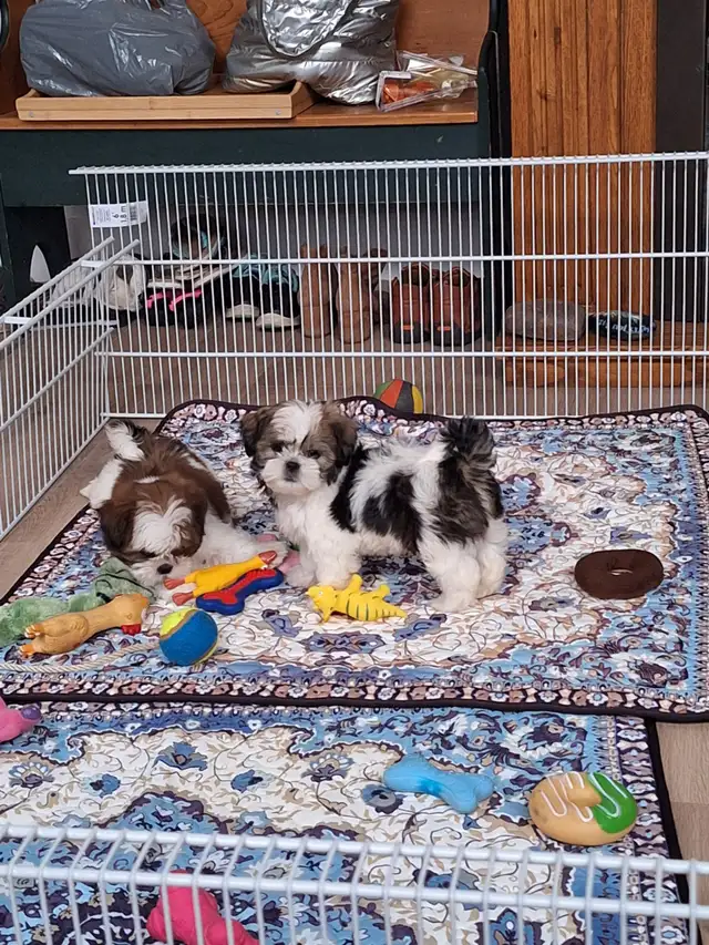 Pets531197322582435841
