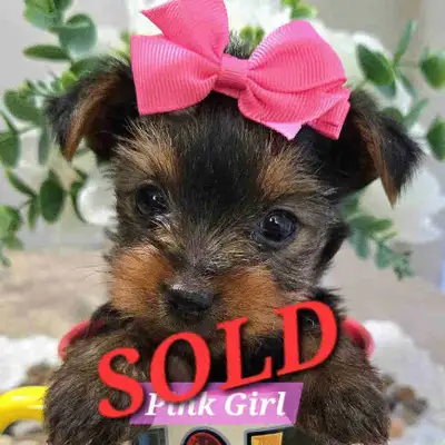 Sold Yorkie Puppy Docked Tails, View more