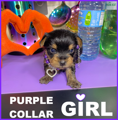 ❤ YORKIE PUPPIES ❤, View more
