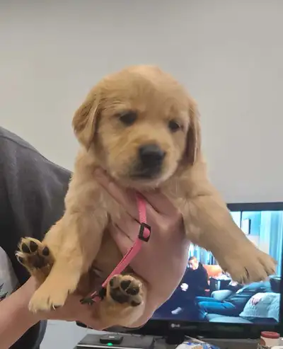 Golden pups , View more