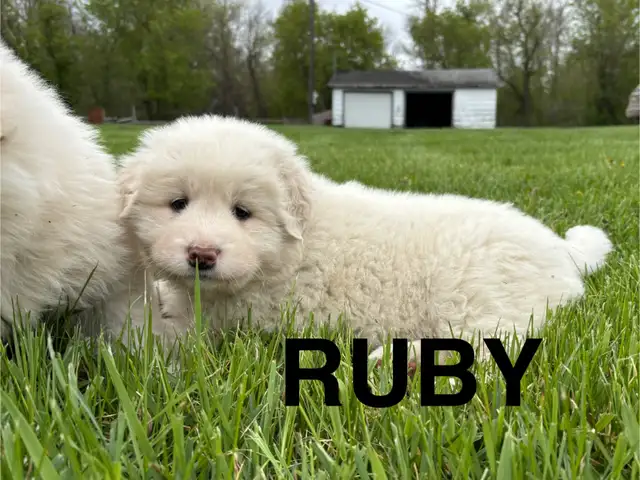 Great Pyrenees/Alaskan Malamute Puppies in Dogs & Puppies for Rehoming in Portage la Prairie - Image 8