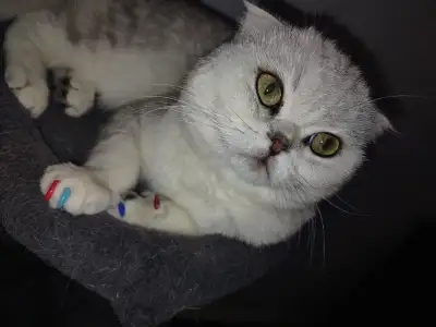 Hi I have a 2 year old Scottish fold for sale he is neutered and shots up to date . We had gotten hi...