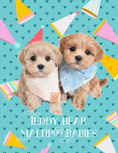 ❤️ TEDDY BEAR ❤️ MALTIPOO BABIES ❤️, View more