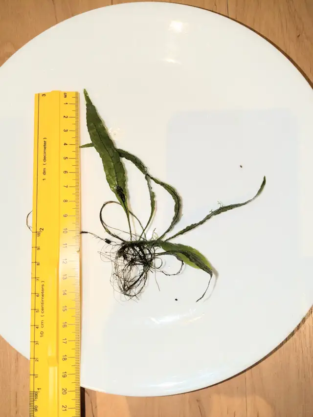 Java Fern for sale in Fish for Rehoming in Markham / York Region - Image 5
