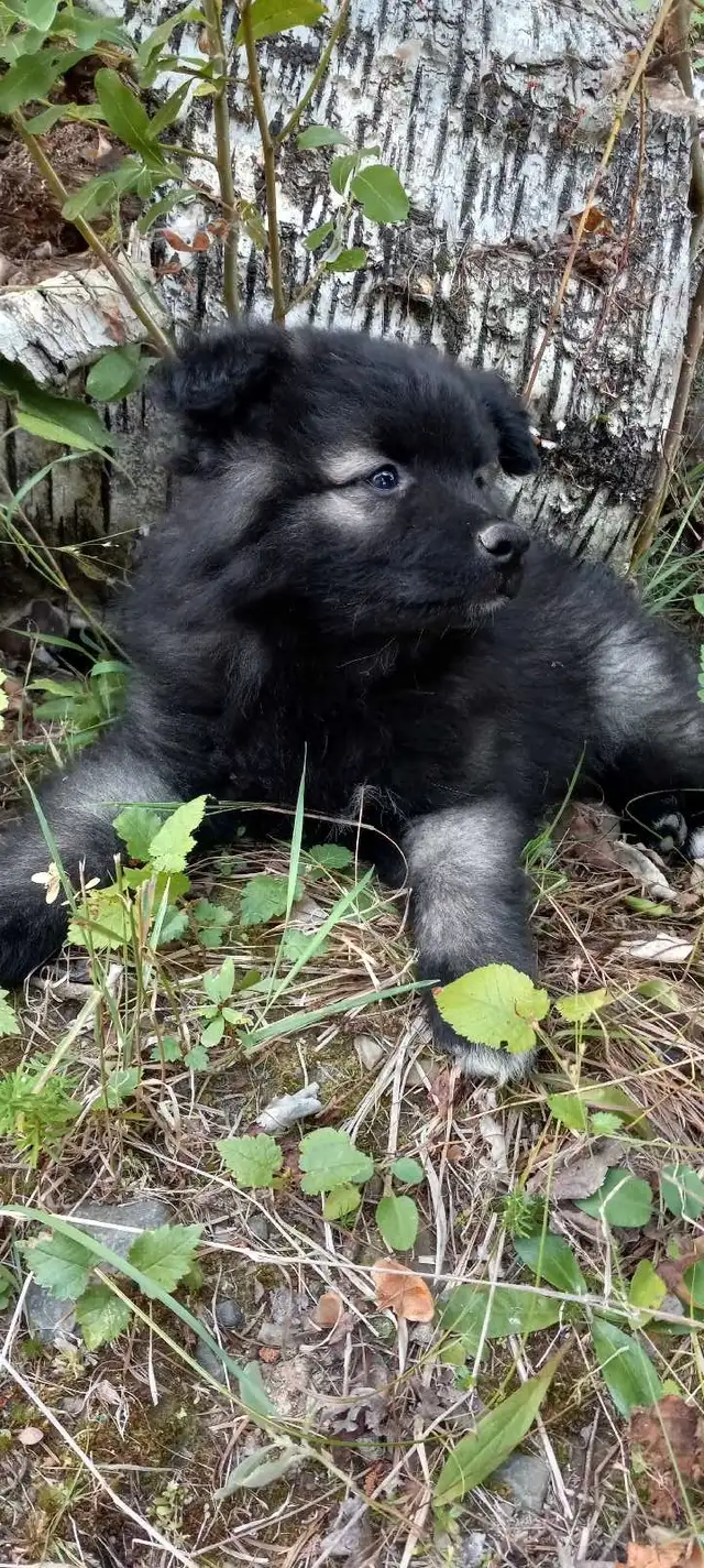 Keeshond puppies in Dogs & Puppies for Rehoming in Cranbrook - Image 3
