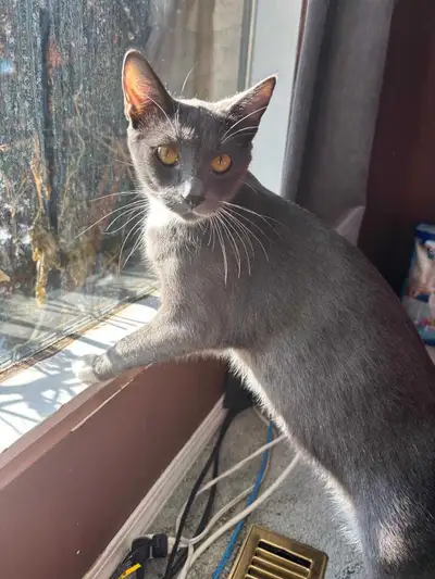 Adorable Tuxedo American Shorthairs Ready for Their Forever Home! Age: 1 year old Breed: American Sh...