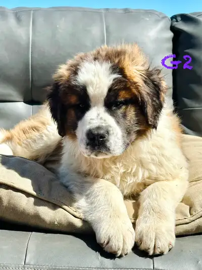 Saint Bernard Puppies – Ready Now!, View more