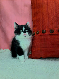 Female Tuxedo Maine Coon Kitten