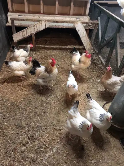 œufs féconds poules mixtes, View more