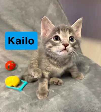 Kittens for sale, View more