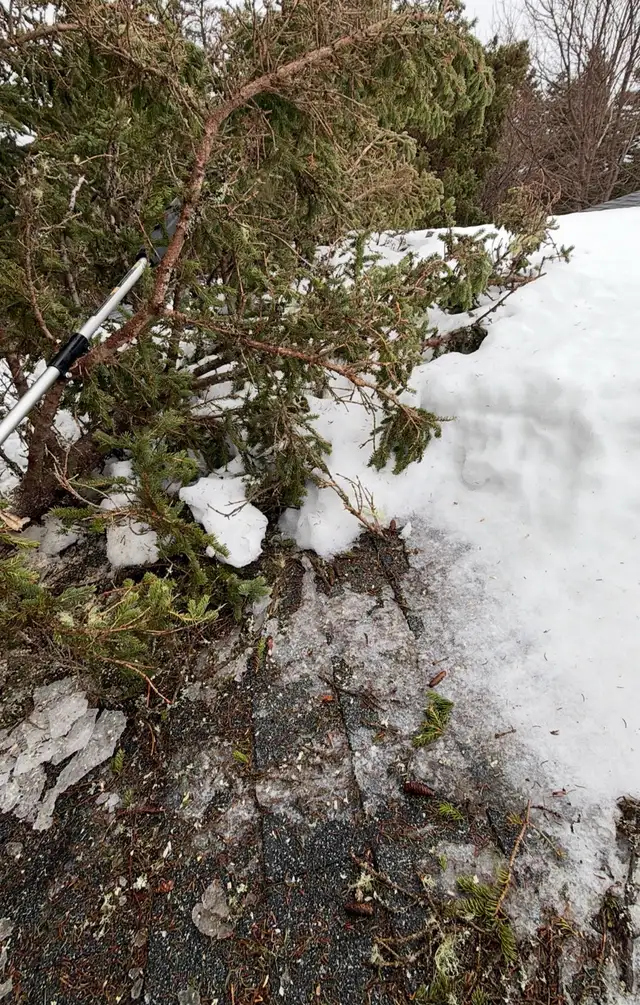 Tree removal (fallen trees only)  in Lawn, Tree Maintenance & Eavestrough in St. John's - Image 3