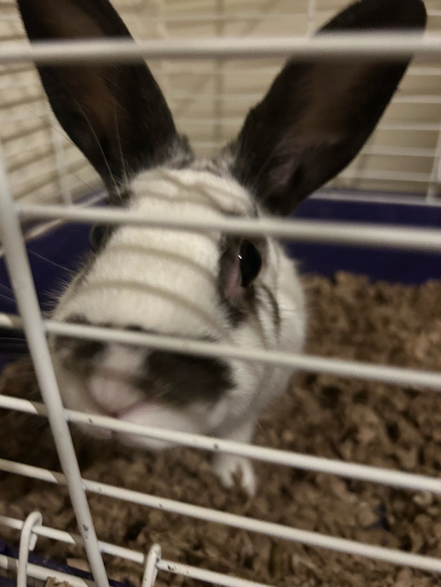 Sweet Bunny For Sale!! in Small Animals for Rehoming in Brockville - Image 2