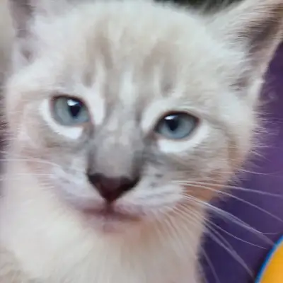 Adorable playful kittens, View more