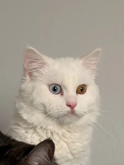 Pure White Persian Male Cat , View more