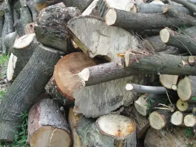 Bois de Chauffage - Firewood - You cut -You pick -up !, View more
