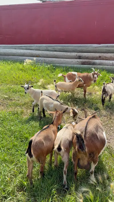 Healthy Feeder Goats, View more