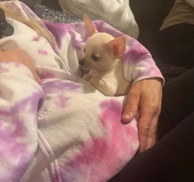 Chihuahua- Female- adorable in Dogs & Puppies for Rehoming in Ottawa - Image 7