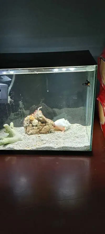 Small nano aquarium all in one system, live rock and sand and small clownfish,(clownfish will eventu...