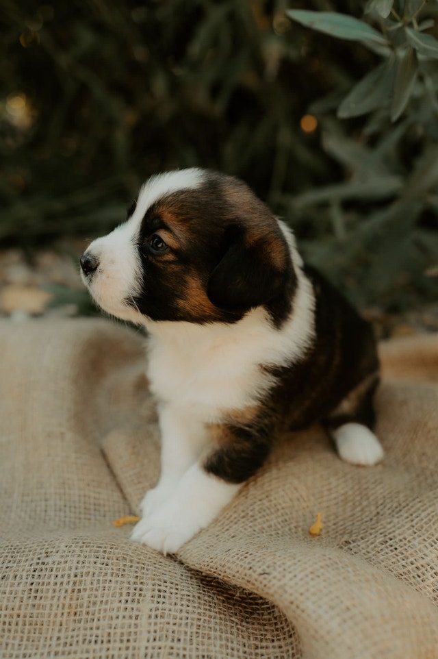 Mini Bernese READY TO BE REHOMED IN TWO WEEKS Dogs & Puppies for