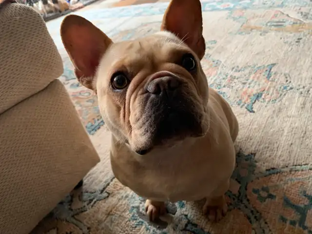 1 Male Brindle  5 year Health Guarantee **Ready now** in Dogs & Puppies for Rehoming in London - Image 11