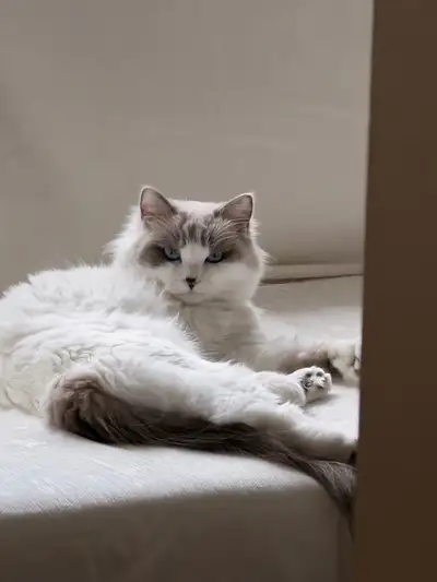 Looking for a Male Ragdoll Cat for My  Female Ragdoll, View more