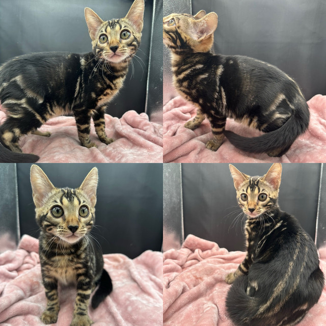 T.I.C.A registered Bengal kittens ready now! in Cats & Kittens for Rehoming in Oshawa / Durham Region - Image 2