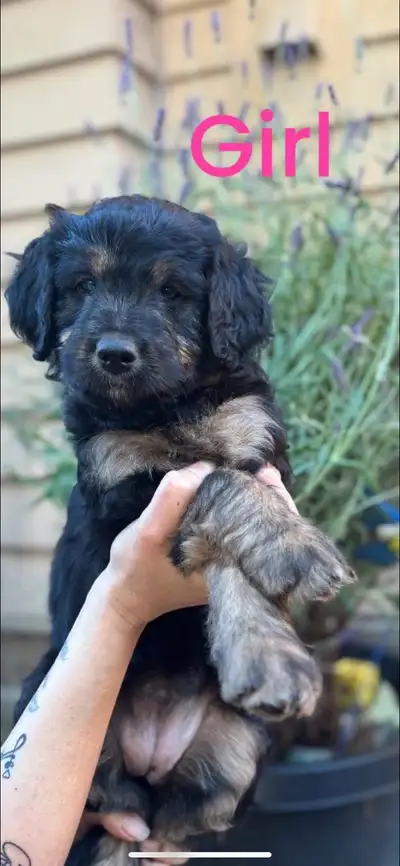 Health tested, Aussie Labradoodle puppies, View more