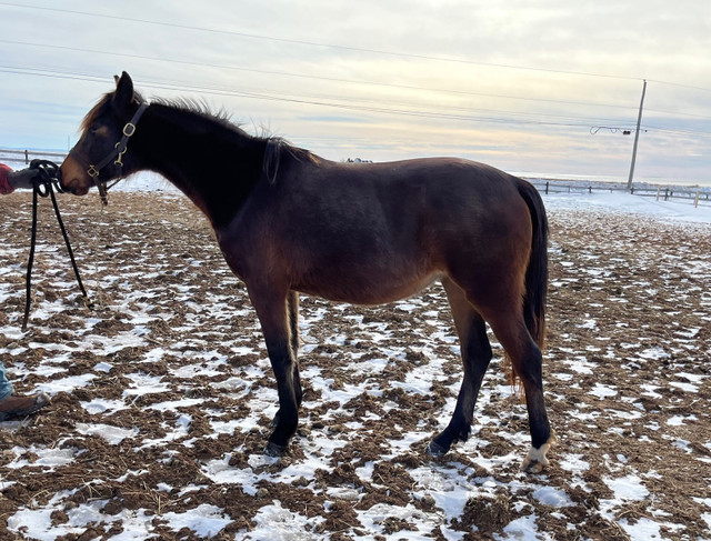 Coming 2yo Warmblood filly in Horses & Ponies for Rehoming in Charlottetown - Image 3