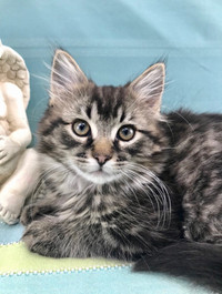 Outgoing Male Maine Coon for Sale