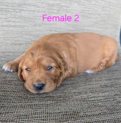 Golden Retriever Puppies, View more