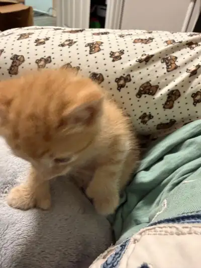 One month kitten (male&female) For more details please text me on 2898877705.