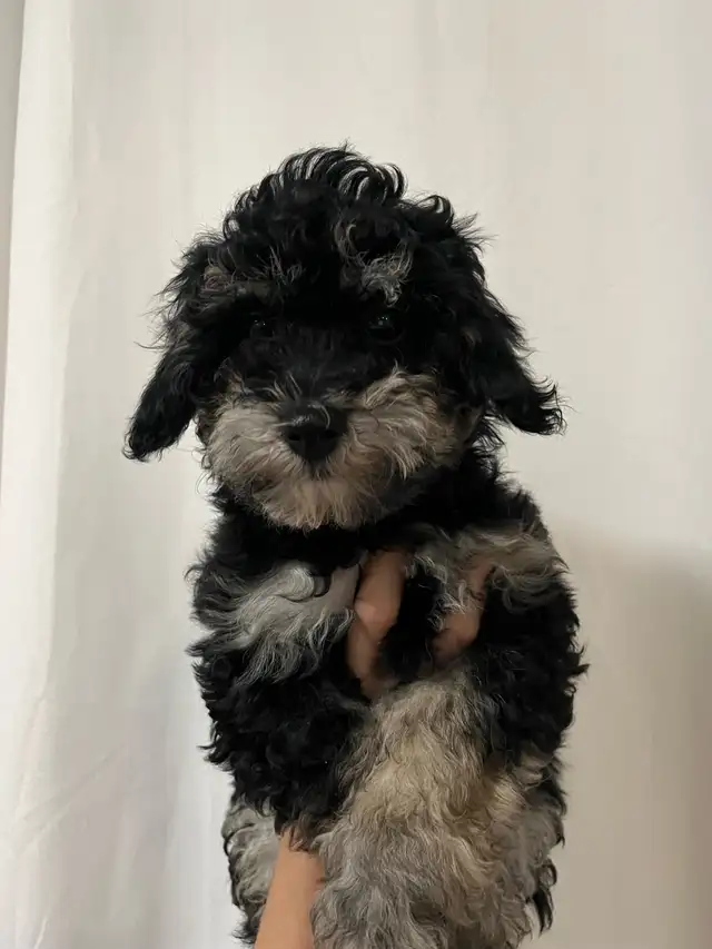 6 Bichon Mini Golden Doodle puppies | Dogs & Puppies for Rehoming ...