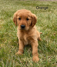 Purebred Dark Red Golden Retriever Puppies - Ready for Rehoming