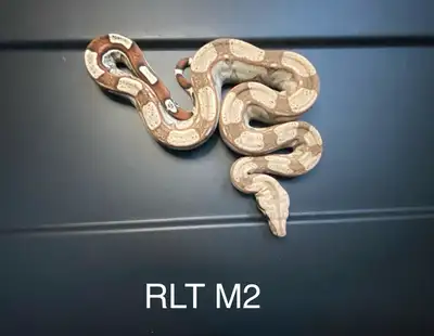 Roswell laddertail boa constrictor 50% het kahl albino. D.O.B. April 9, 2024. Last 3 males . Feeding...