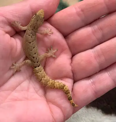 Mourning geckos and enclosure, View more