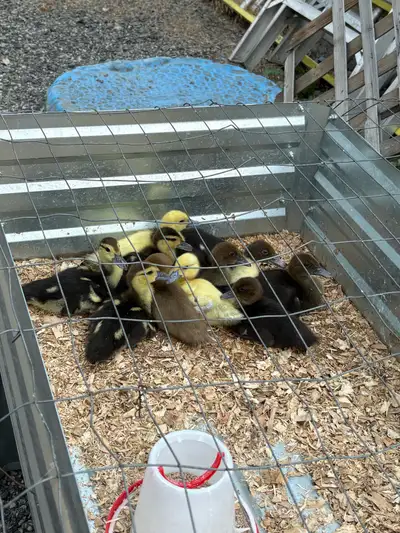 Muscovy ducklings , View more
