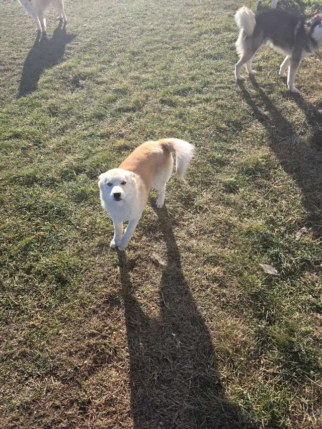 pomsky/pomeranian puppies | Dogs & Puppies for Rehoming | Edmonton ...