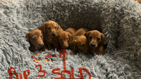 Mini Dachshund Puppies - Short Haired (4 left) 