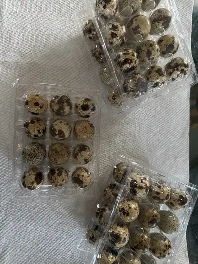 Quail Hatching or Eating eggs, View more