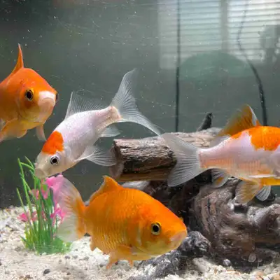Looking for a home for 4 goldfish., View more
